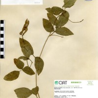 4947 herbarium