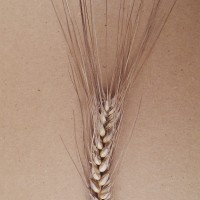 CWI_67688_52594_551_2_c.jpg