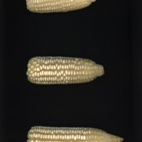 CIMMYTMA 25894 ECUA 12515 AF23A-0903-158 E.jpg