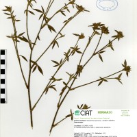 11697 herbarium