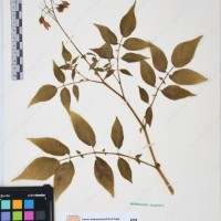 CIP 761392_OCH 12011_01.jpg