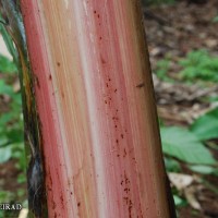 6.2.5 - Main underlying colour of the pseudostem (2018)