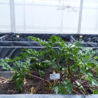 CIP 204009 (plant).JPG