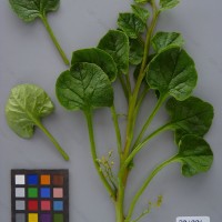 CIP 201006 Herbarium