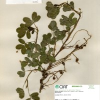 22150 herbarium