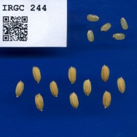 IRGC 244 Seed Photo