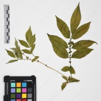 CIP 765722_RPSP 034_04.jpg