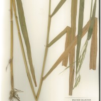 IRGC 100881 Herbarium