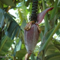 6.4.15 - Male bud shape