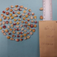 CIMMYTMA 7950 - Reference inventory.jpg