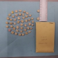 CIMMYTMA 7334 - Reference inventory.jpg