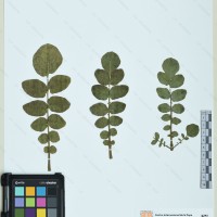 CIP 760506 herbarium