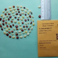 CIMMYTMA 27173.jpg