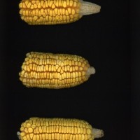 CIMMYTMA 7456 BRAZ 1065 AF22A-0903-127 E_compress.jpg