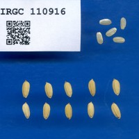 IRGC 110916 Seed Photo