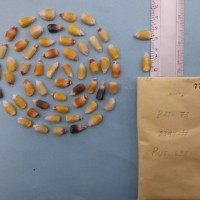 CIMMYTMA 7751 - Reference inventory.jpg