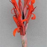 CIP 206064 (flower).JPG