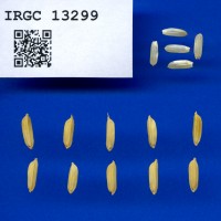 IRGC 13299 Seed Photo