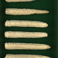 CIMMYTMA 18515 MICH 149 AF19A-0903-148 C.jpg