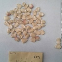 CIMMYTMA 2171 - Reference Inventory.jpg