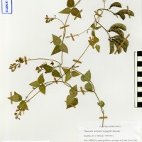 G40899 herbarium.jpg