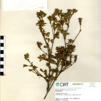 1083 herbarium