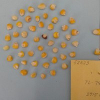 CIMMYTMA 5262 - Reference Inventory.jpg