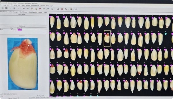 Screenshot 2026-02-27 at 16-22-41 Crop Trust Leverages Google.org Support for Digital Innovation in Food Security - Crop Trust.png