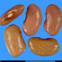 G2093 seed.jpg