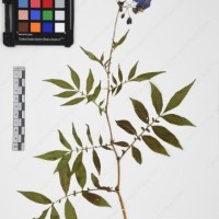 CIP 765709_RPSP 021_01.jpg