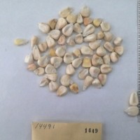 CIMMYTMA 1449 - Reference Inventory.jpg