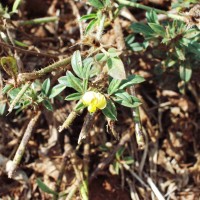 Stylosanthes fruticosa 558 flower (1).JPG