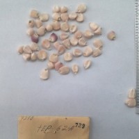 CIMMYTMA 729 - Reference Inventory.jpg