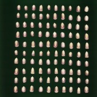 CIMMYTMA 437 SNLP 22 PV22A-1903-131 K2360 _compress.jpg