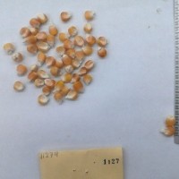 CIMMYTMA 1127 - Reference Inventory.jpg