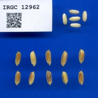 IRGC 12962 Seed Photo