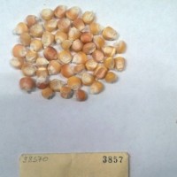 CIMMYTMA 3857 - Reference Inventory.jpg