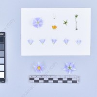 CIP 761590_OCH 13350_chl_F_2024.jpg