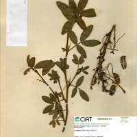 9500 herbarium