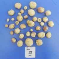 CIP 762647 Tuber
