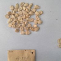 CIMMYTMA 74 - Reference Inventory.jpg