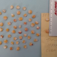 CIMMYTMA 5655 - Reference Inventory.jpg