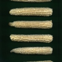 CIMMYTMA 16850 BARB 301 AF18A-0903-179 C.jpg