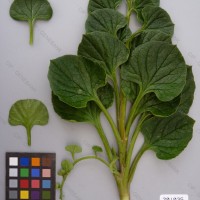 CIP 201035 Herbarium