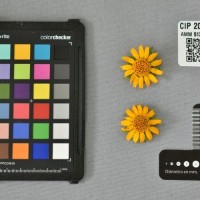 CIP 205012 (flower).jpg