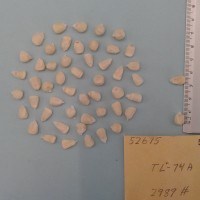 CIMMYTMA 5267 - Reference Inventory.jpg