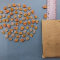 CIMMYTMA 7441 - Reference inventory.jpg