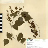 8976 herbarium