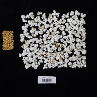 Popped and not popped comparison labeled.JPG