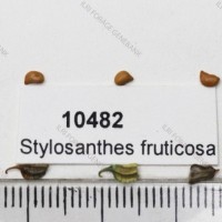 10482_Seed.jpg